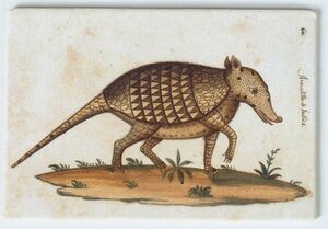 IMÁN  ARMADILLO